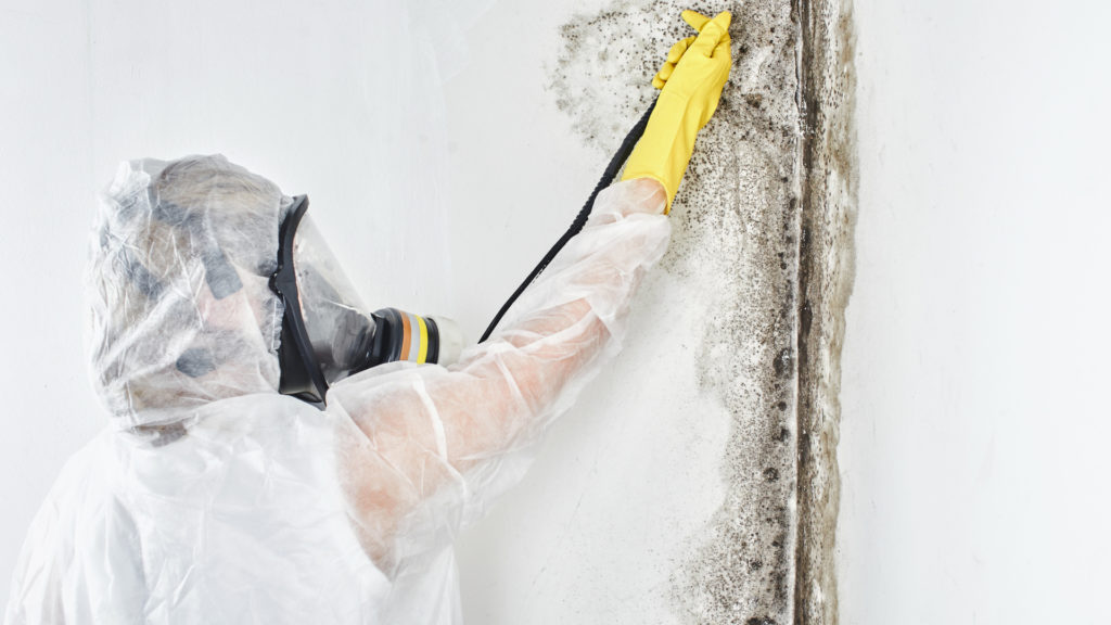 mold removal