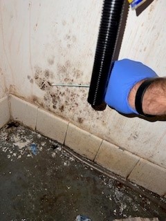 mold mitigation bronx ny
