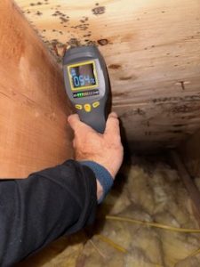 mold removal bronx ny
