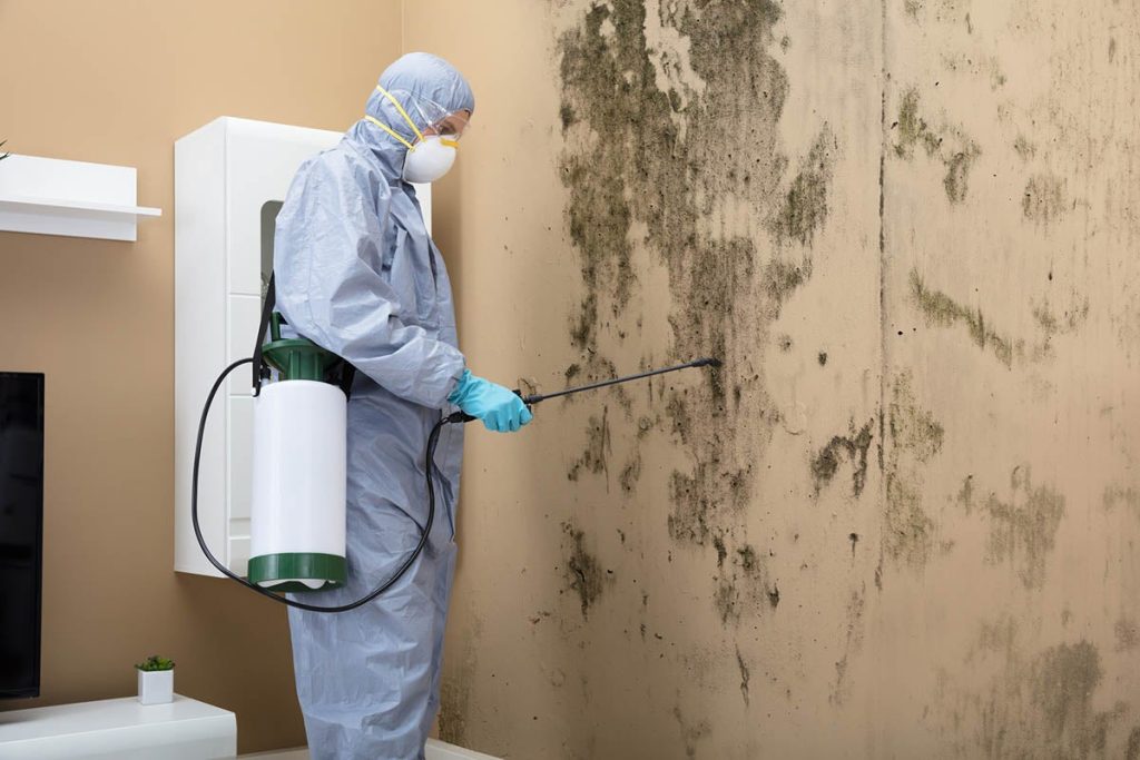mold removal inspection